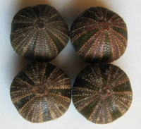 Mespilia globulus (Linnaeus, 1758)
